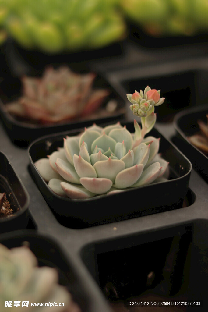 多肉植物盆栽特写