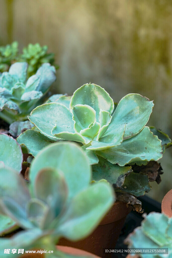 可爱多肉植物特写