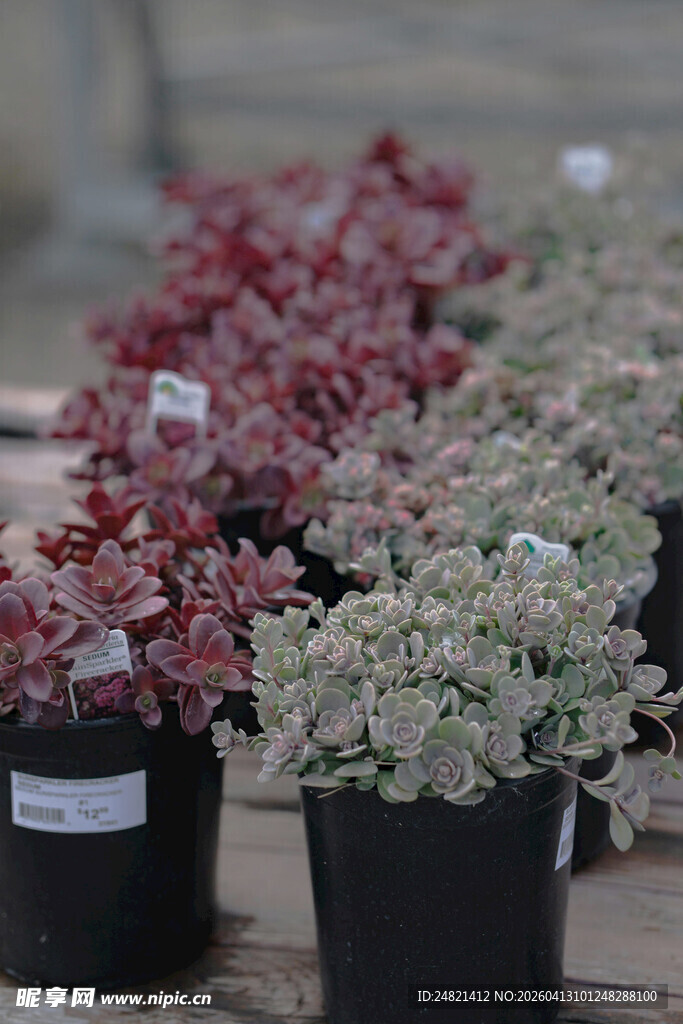 多彩盆栽植物展示
