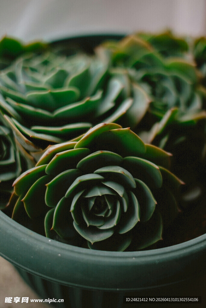 盆栽多肉植物的美丽姿态