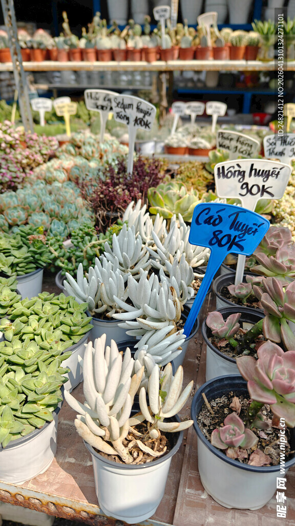 多彩多肉植物摆满摊位