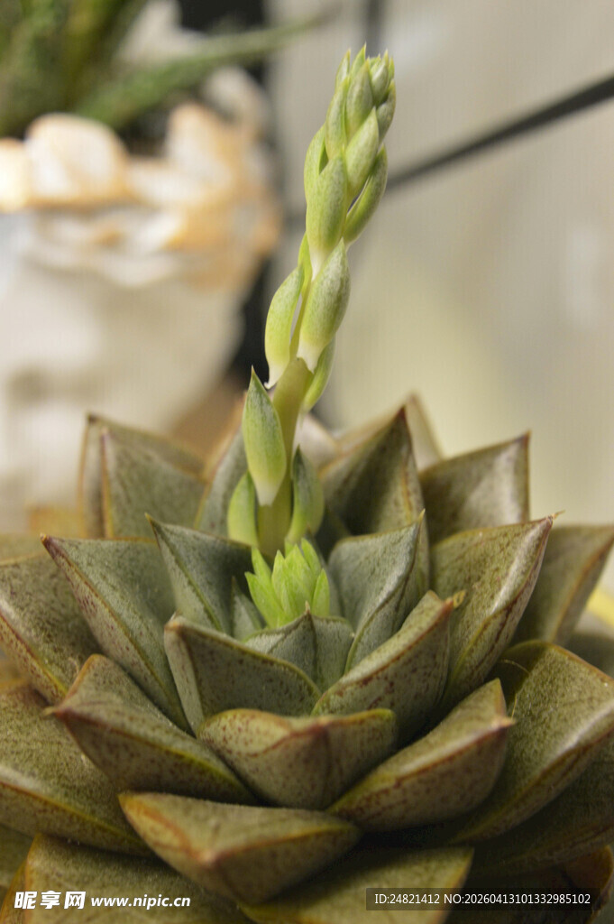 翠绿多肉植物特写
