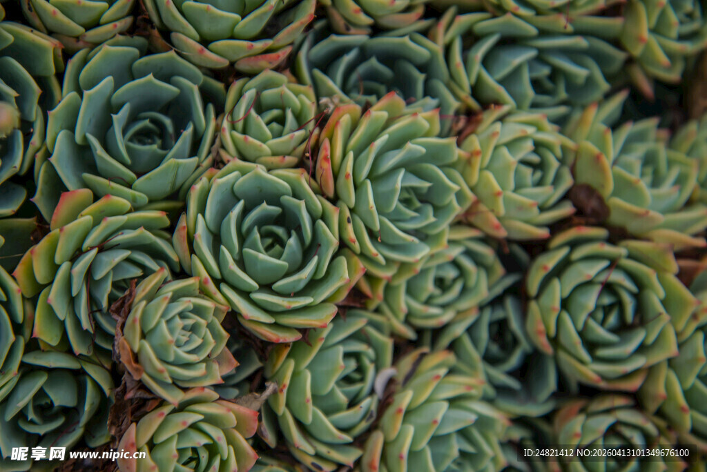 多彩多肉植物紧密排列