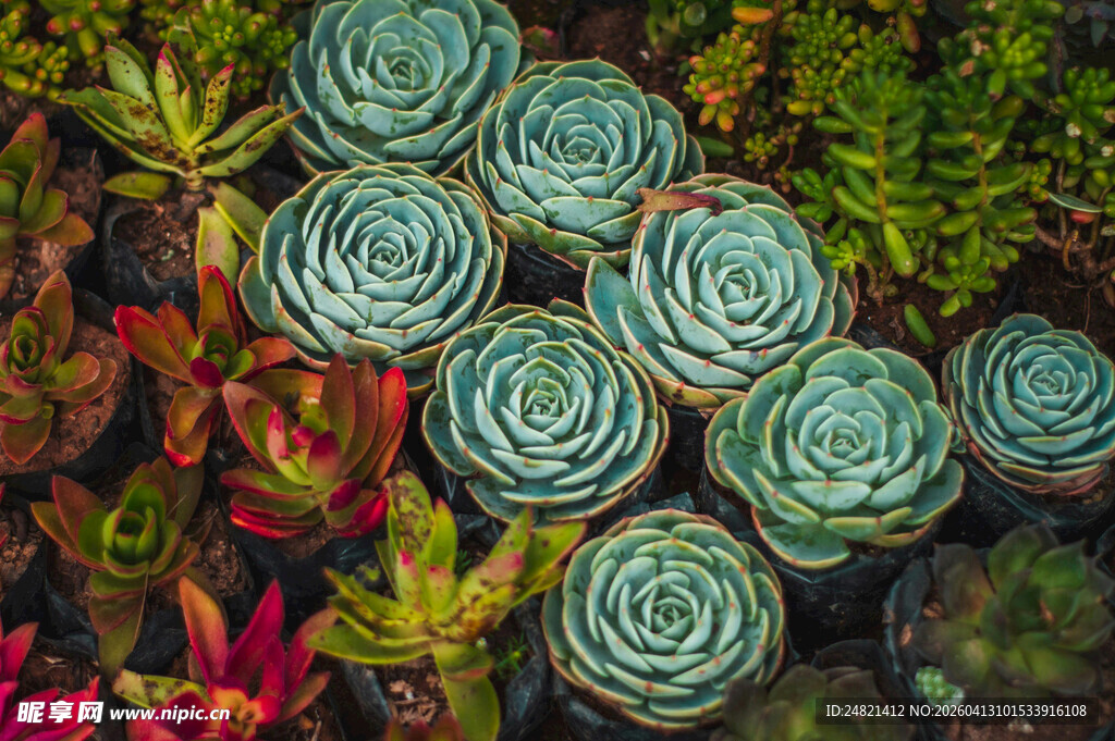 群生蓝绿色多肉植物景观