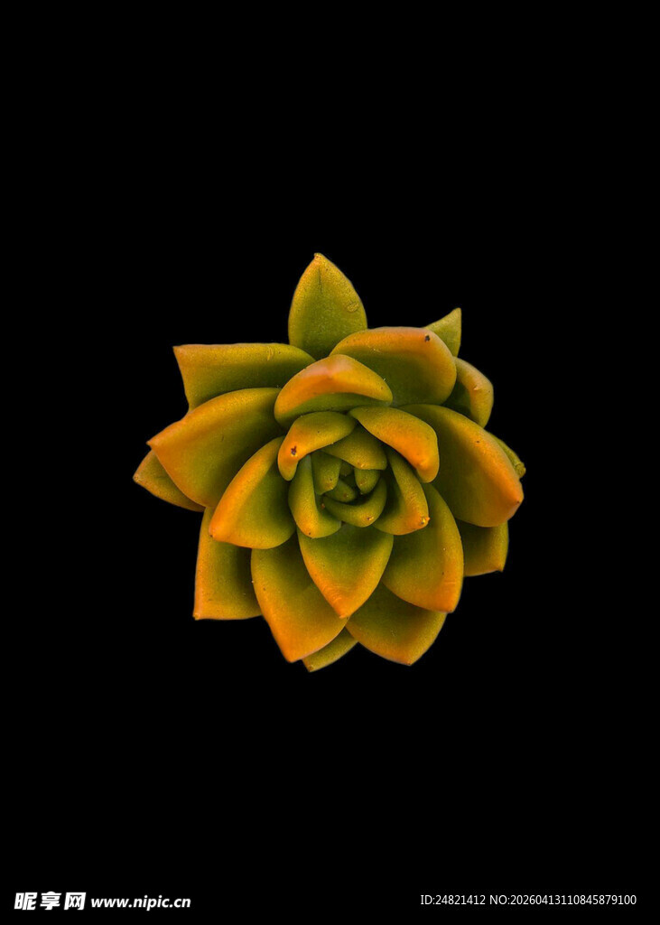 黄色多肉植物特写