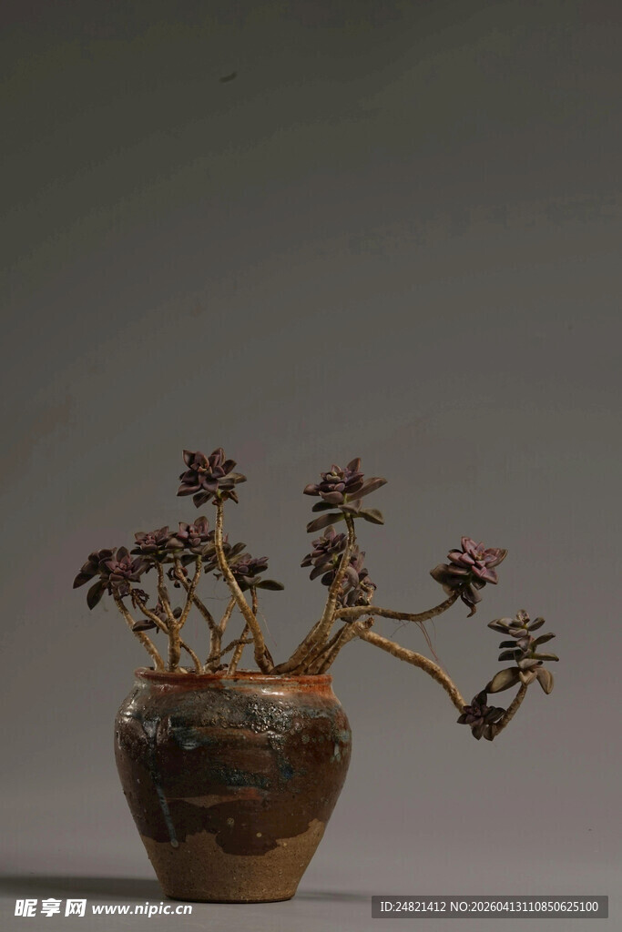 古朴陶盆中的别致花卉