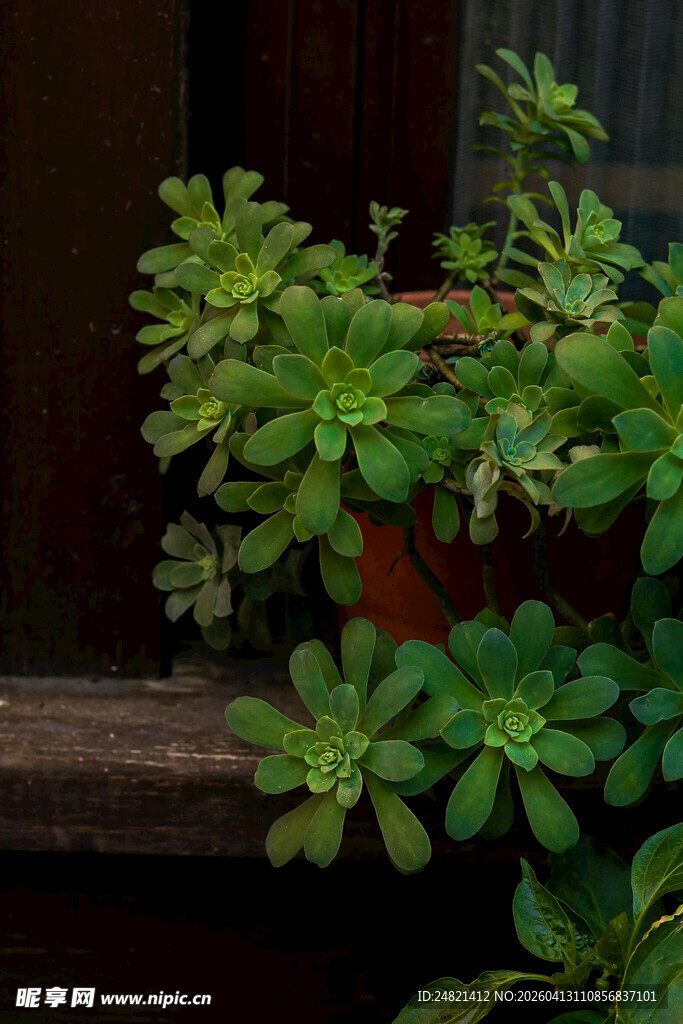 窗边翠绿盆栽植物特写