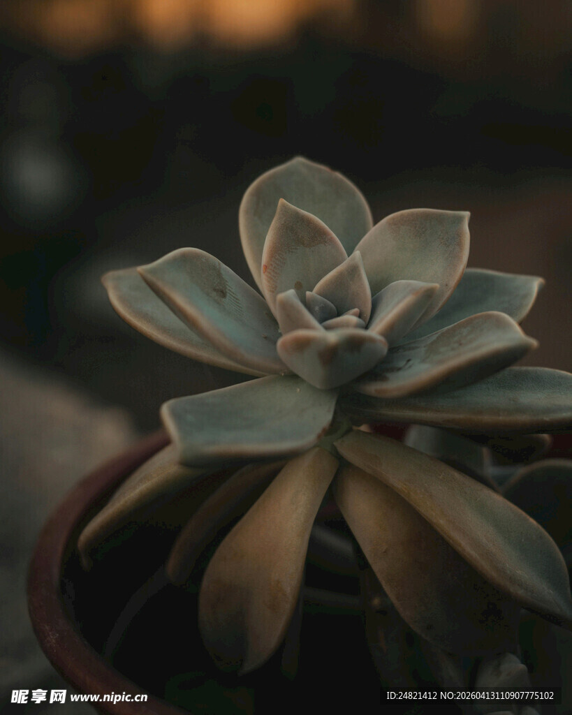 精致盆栽多肉植物特写