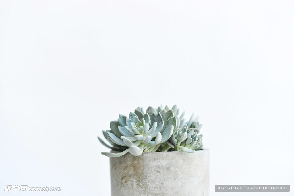 简约风水泥盆中的多肉植物