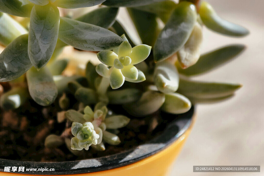 黄色花盆中的多肉植物