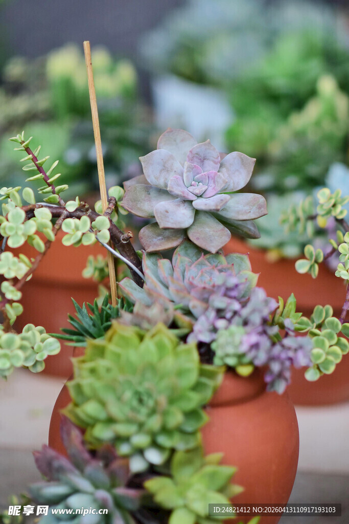 多彩多肉植物盆栽展示