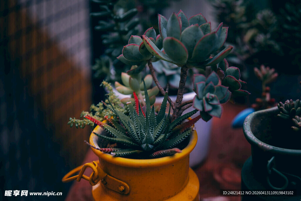 黄色花盆中的可爱多肉