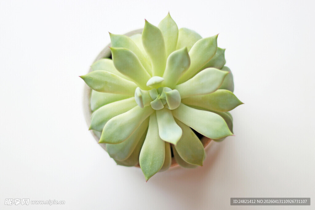 清新多肉植物特写