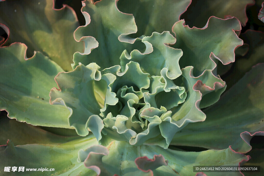 独特卷边多肉植物特写
