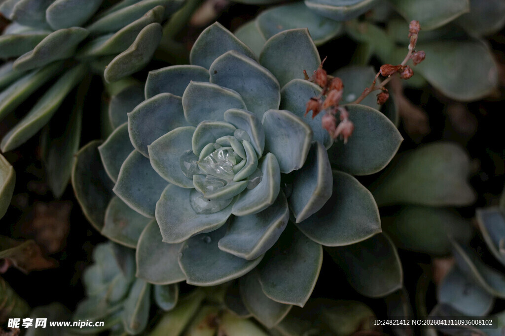 蓝绿色多肉植物特写