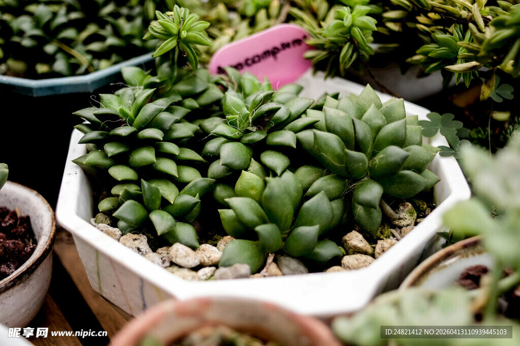 可爱多肉植物盆栽展示