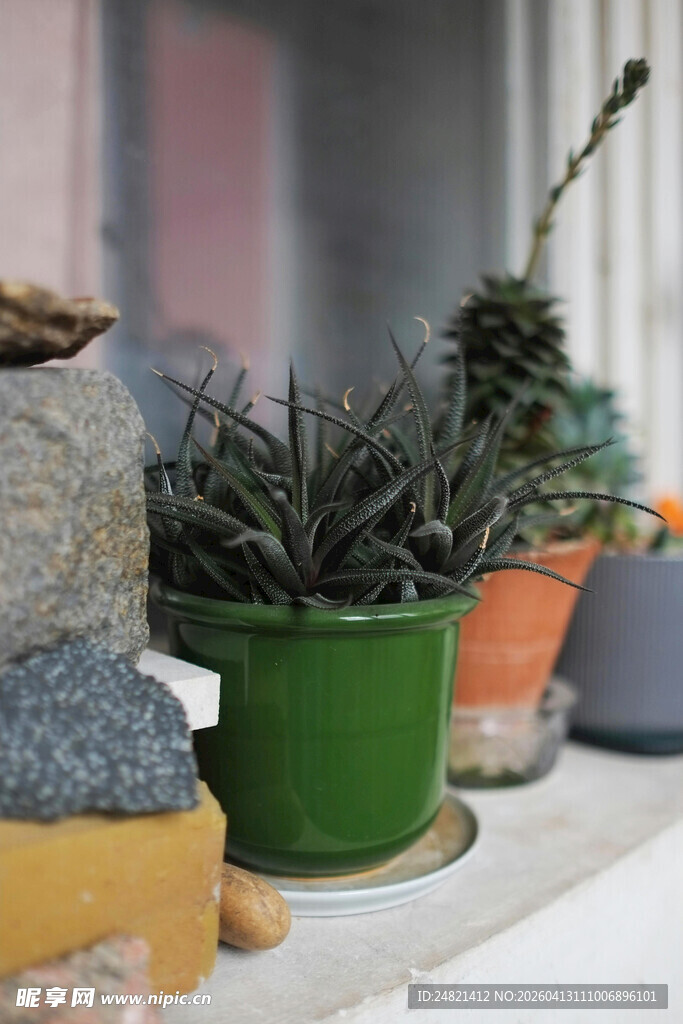 窗台上的多彩盆栽植物