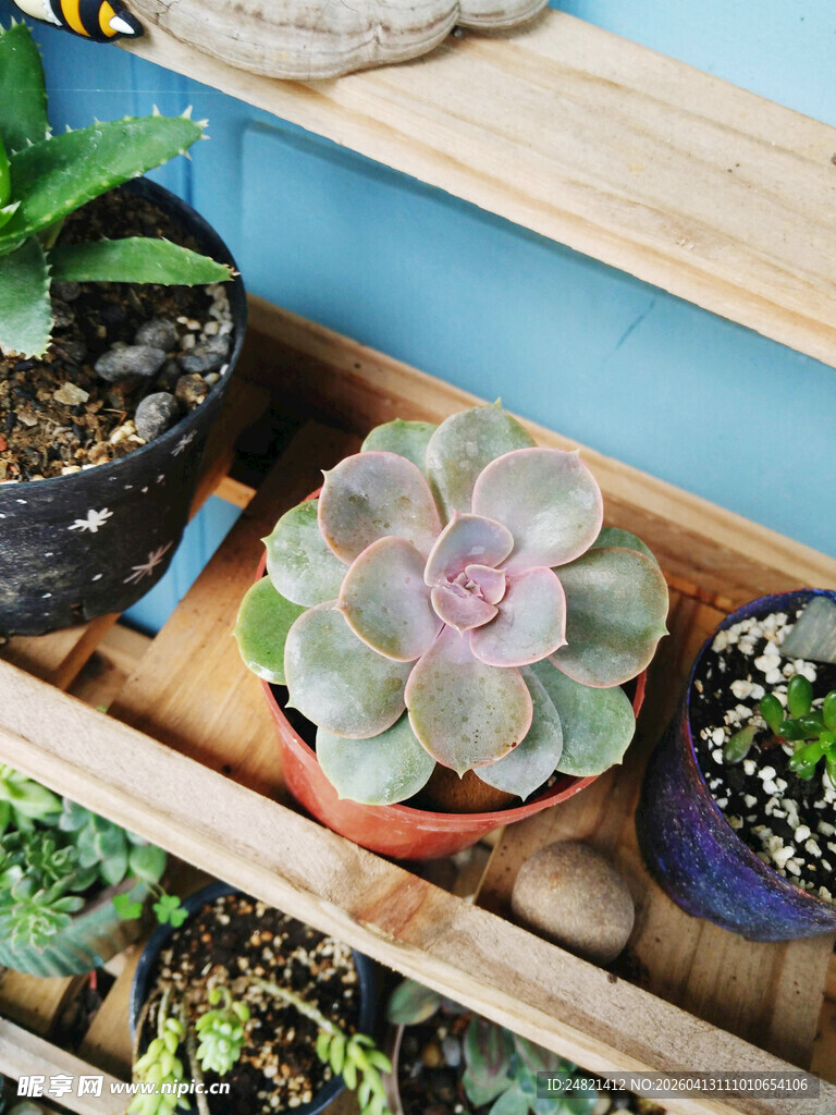 多彩多肉植物盆栽展示