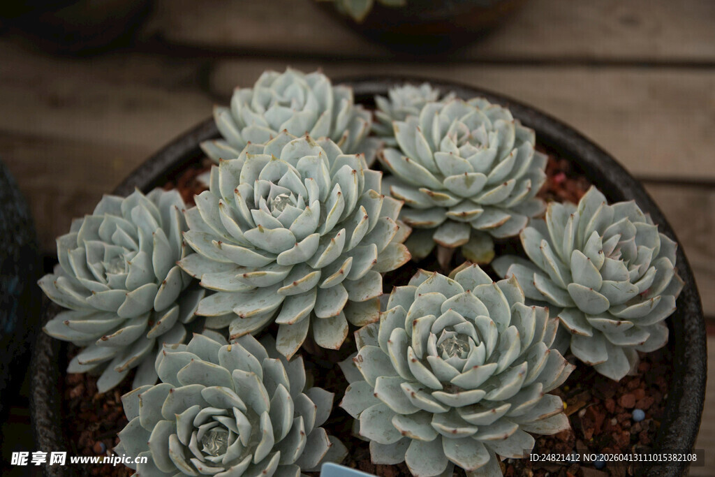 一盆清新的多肉植物