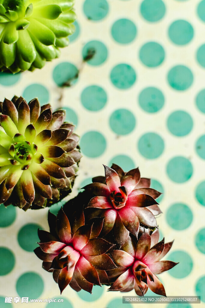 多彩多肉植物特写