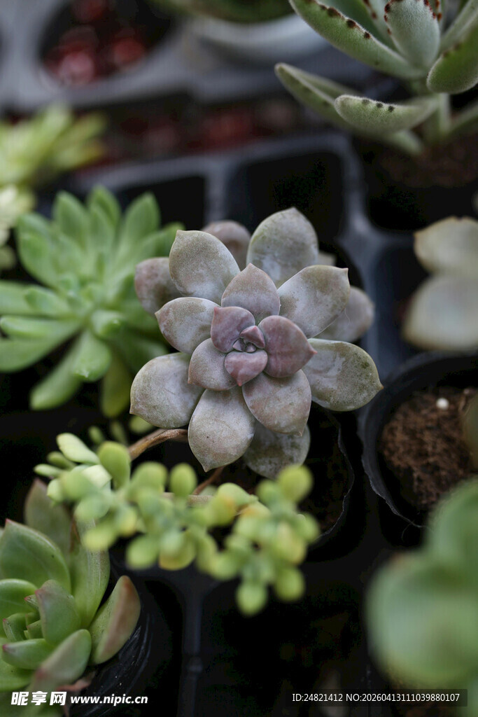 多彩多肉植物组合