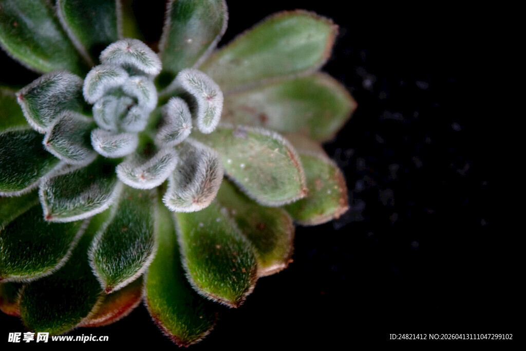 精致多肉植物特写