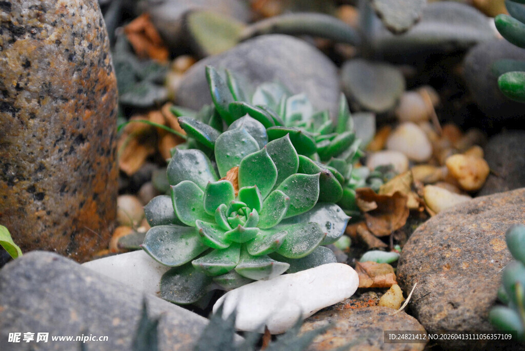 石间多肉植物的清新景致