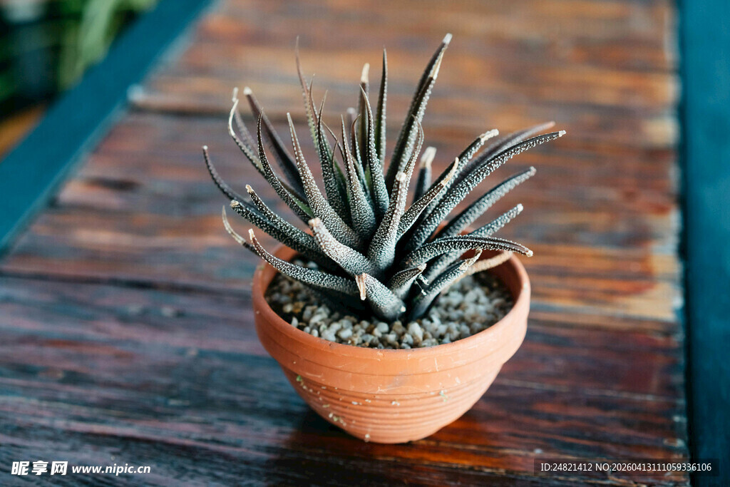陶盆中的别致多肉植物