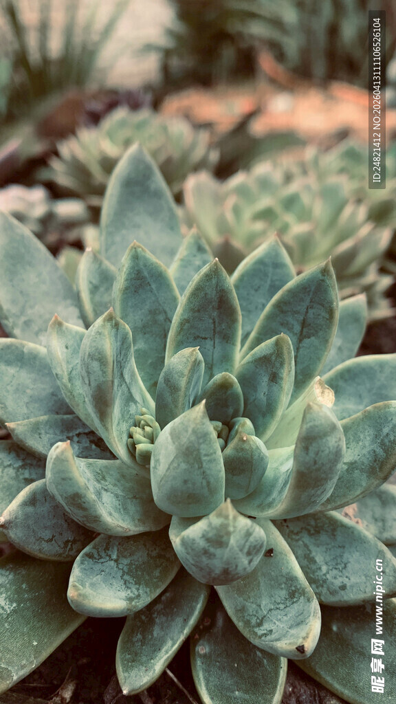 多肉植物特写