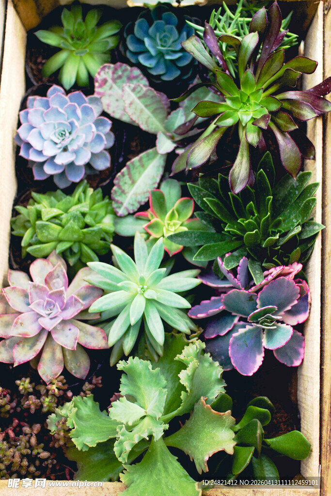 多彩多肉植物盆栽展示