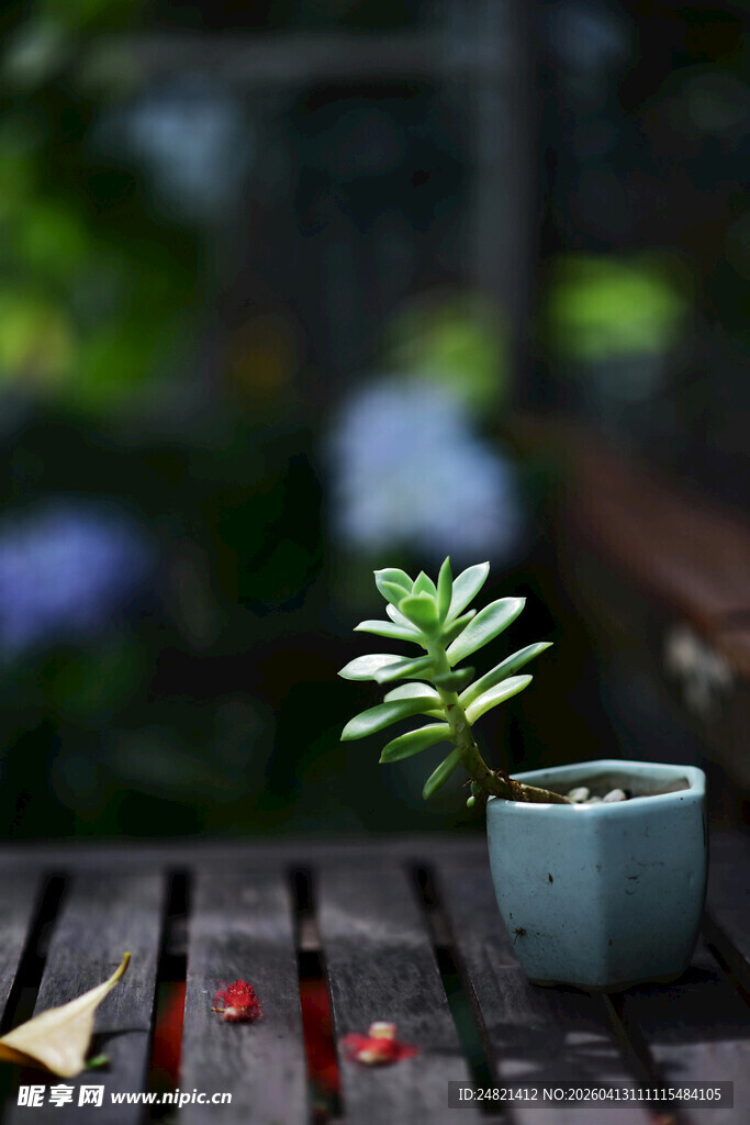 木桌上的清新绿植盆栽