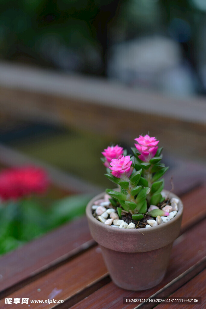 粉色小花盆栽于木桌上