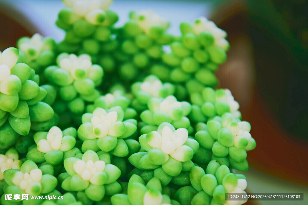 翠绿多肉植物特写