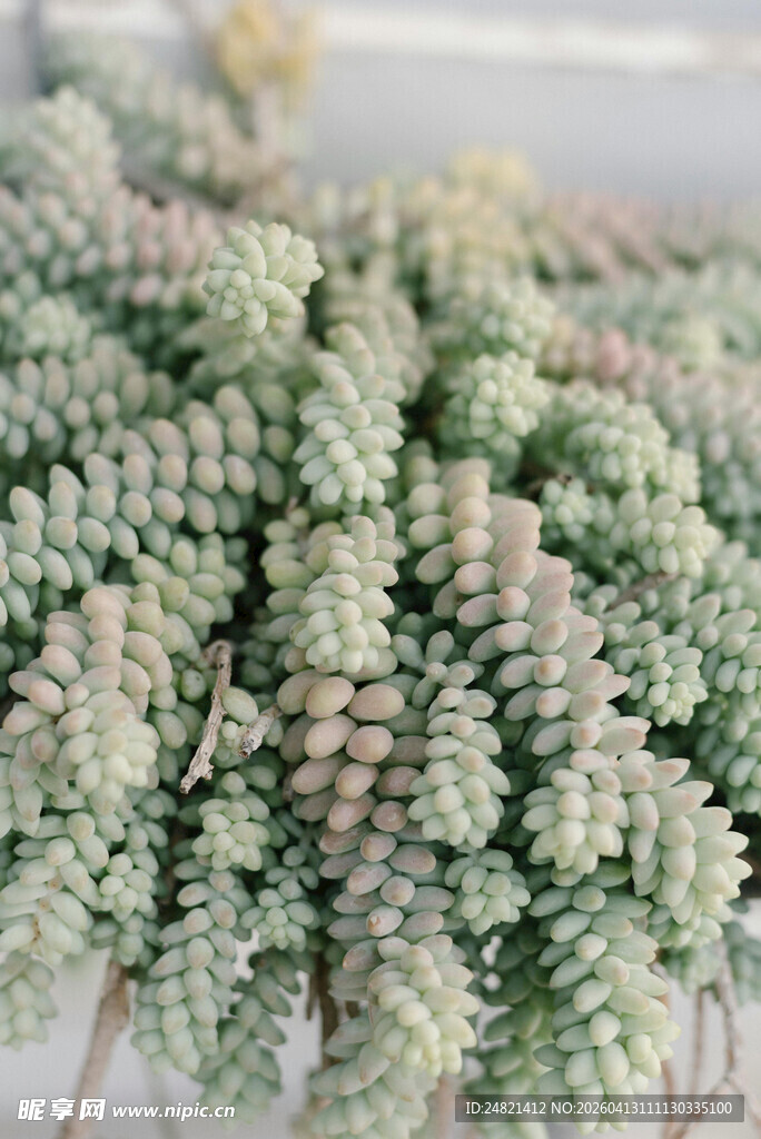 密集排列的浅绿色多肉植物