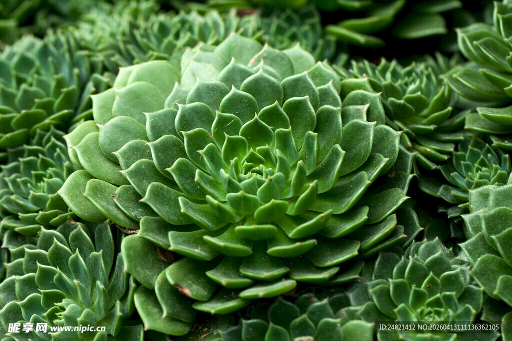 饱满多汁的可爱多肉植物