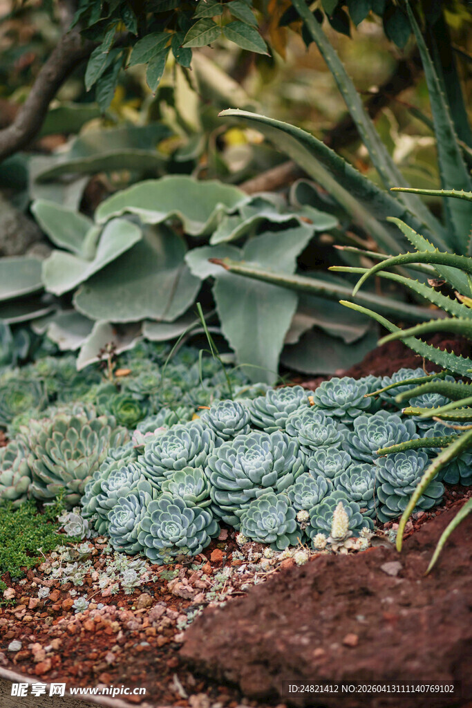 绿植景观中的多彩叶片