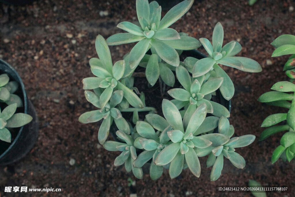 嫩绿多肉植物盆栽特写