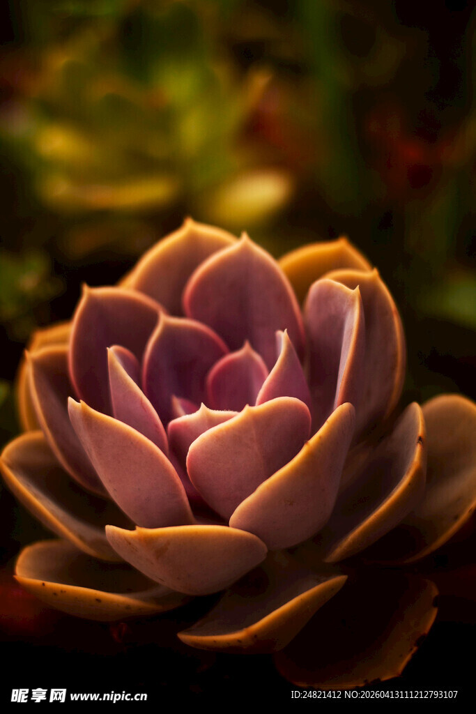 娇艳多肉植物特写