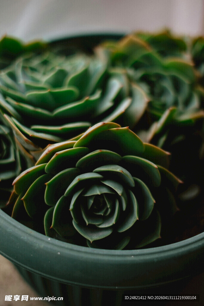 盆栽多肉植物特写