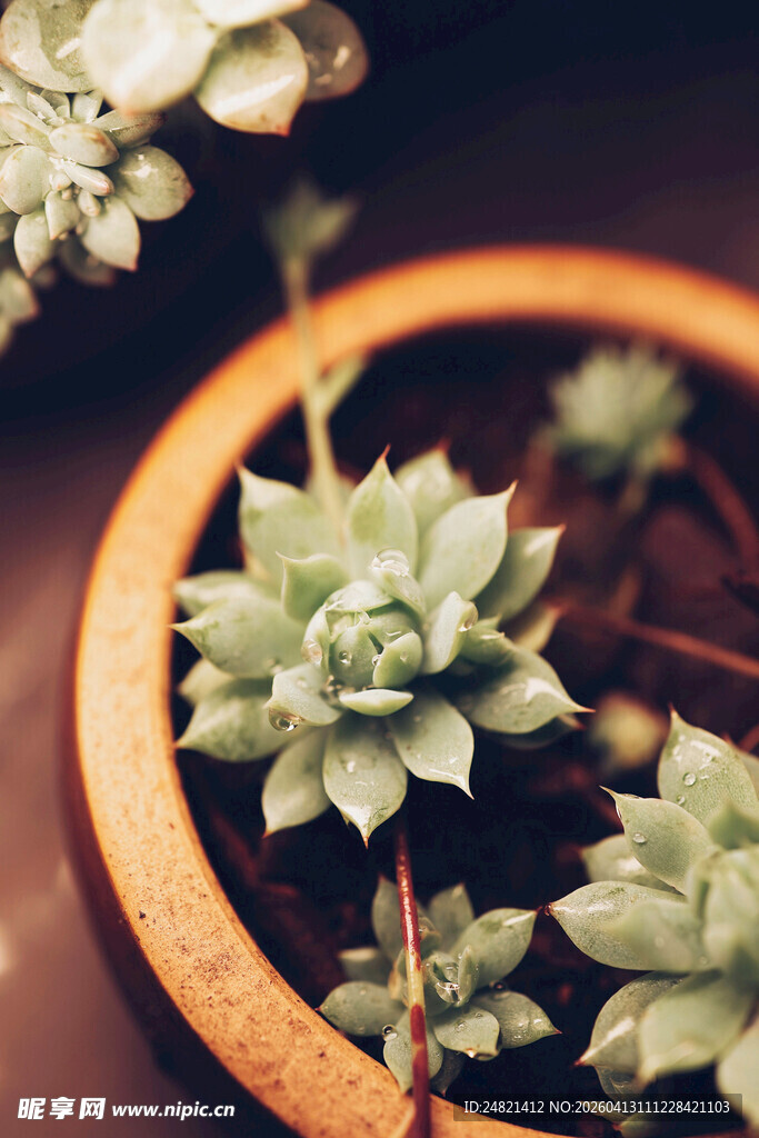 精致盆栽中的多肉植物