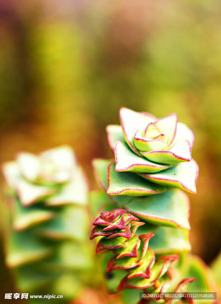可爱多肉植物特写