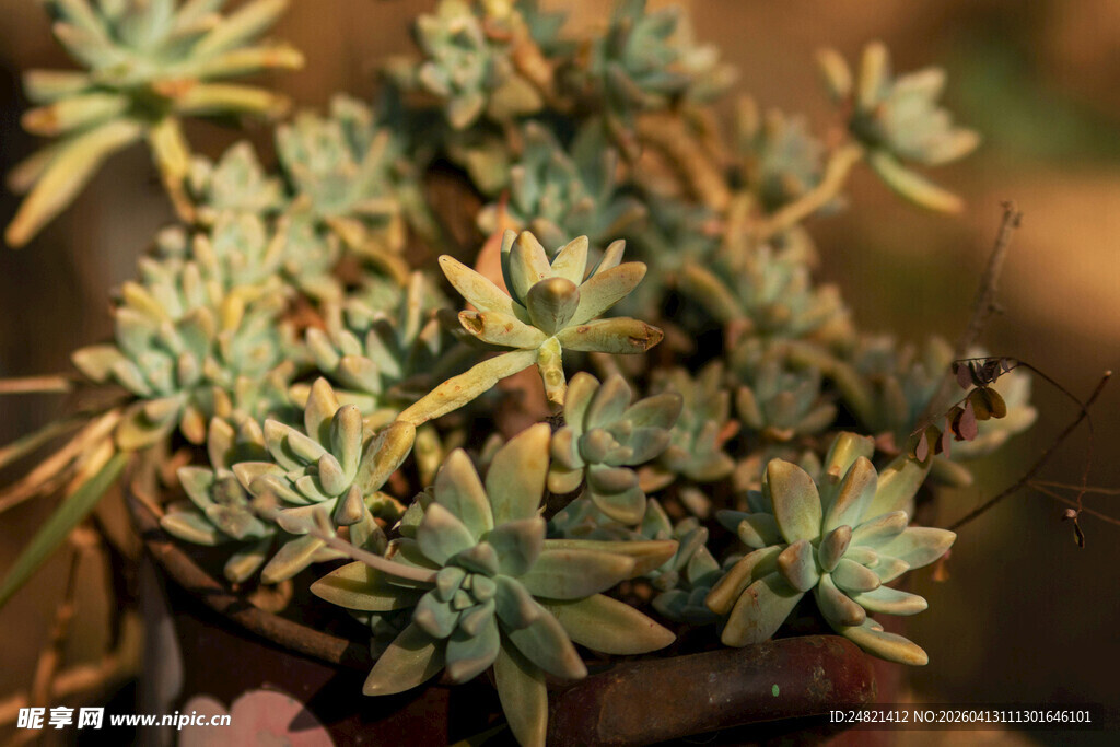 小巧可爱的多肉植物盆栽