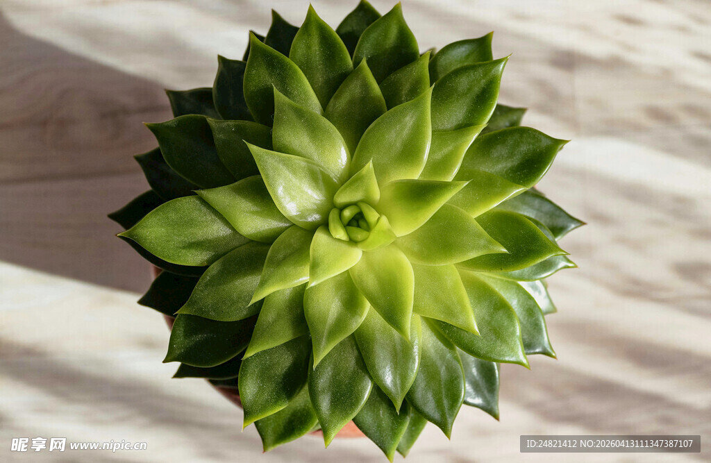 翠绿饱满的单株多肉植物