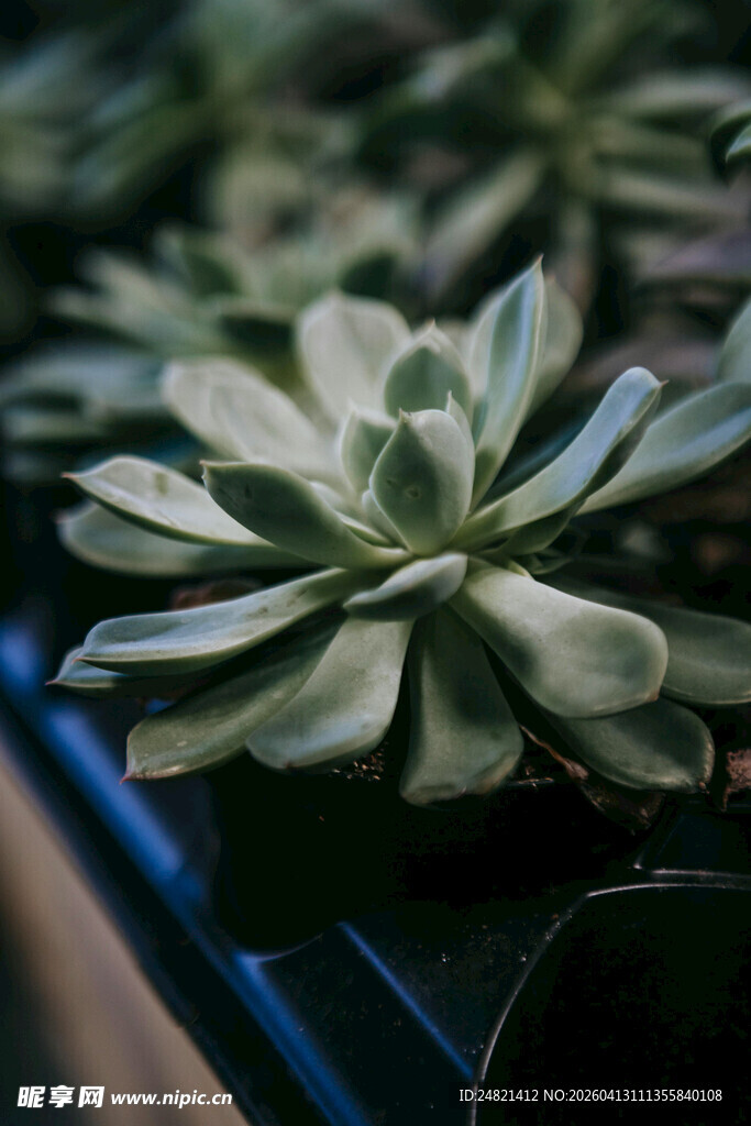 清新多肉植物特写