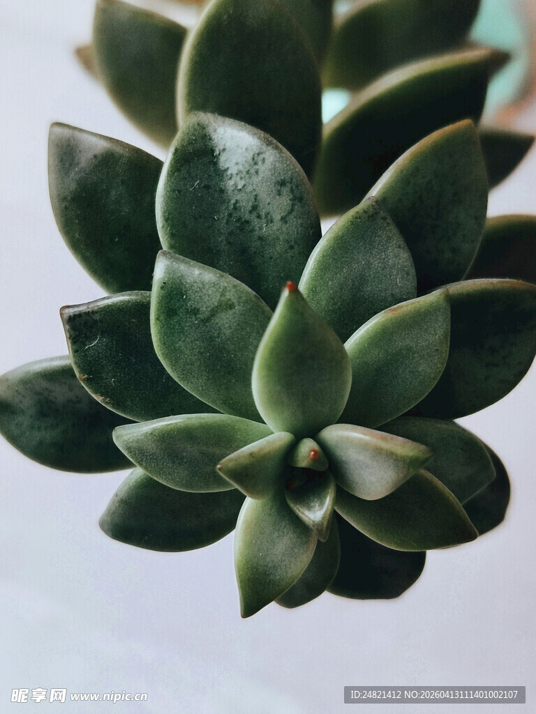 多肉植物