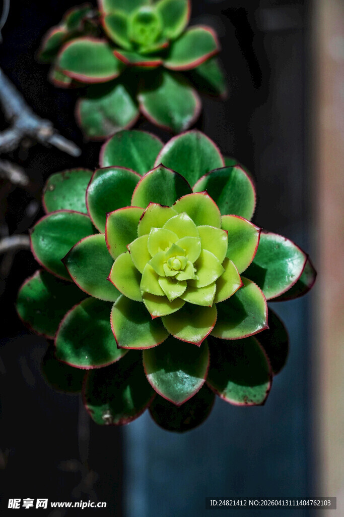 翠绿多肉植物特写