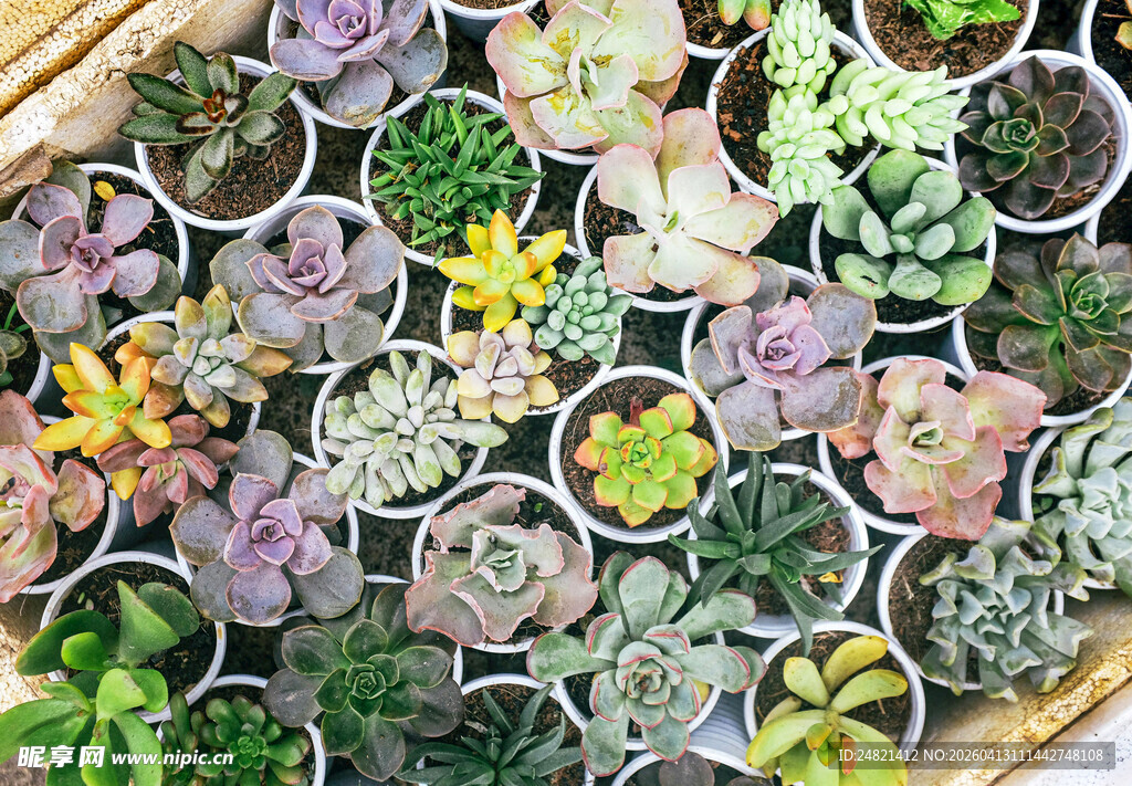 多彩多肉植物盆栽集合