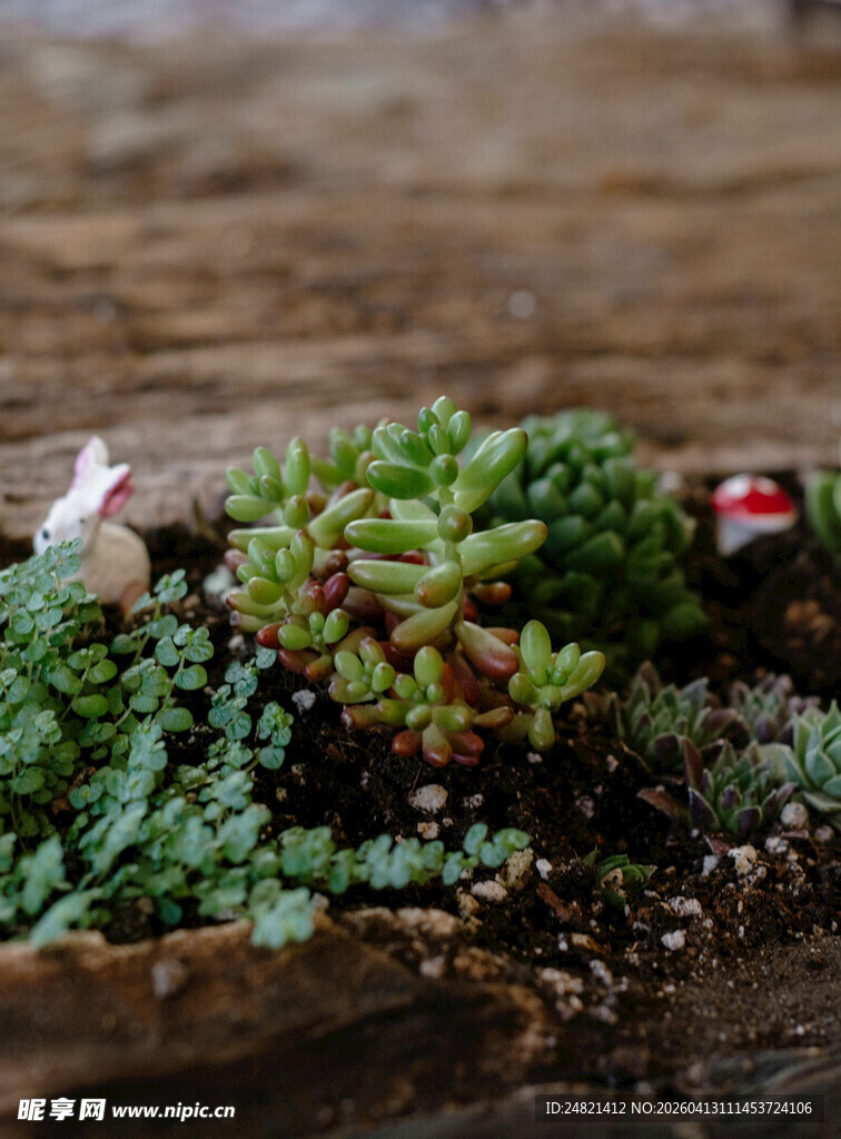 多彩多肉植物盆栽展示