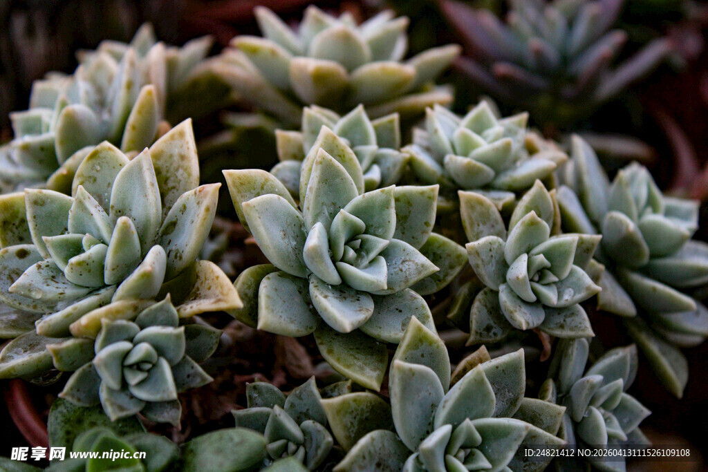 群生多肉植物特写