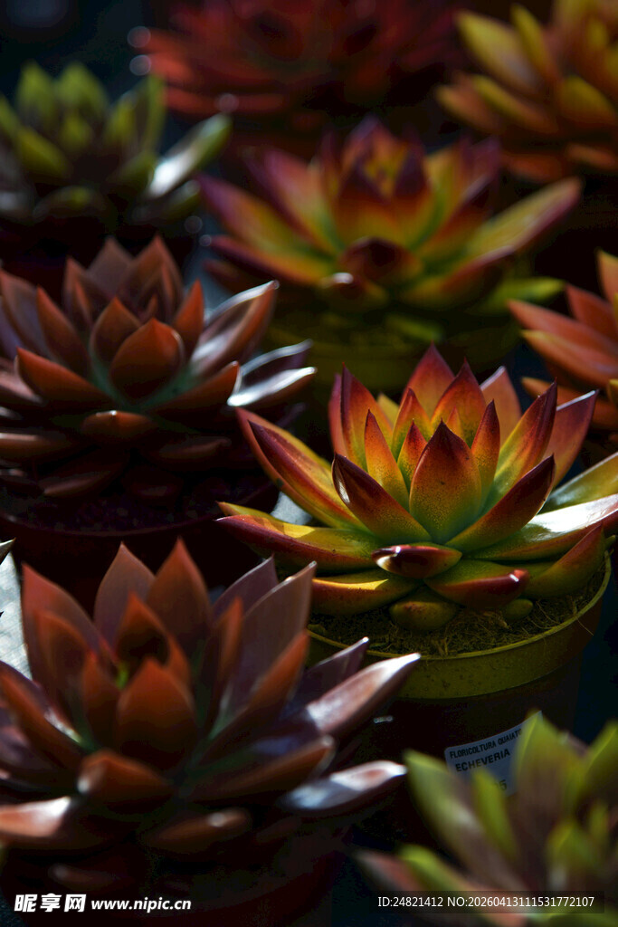 多彩多肉植物特写